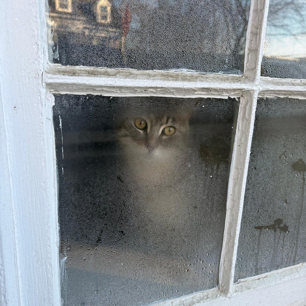 Enlarge Blizzard, a Adoptable Domestic Short Hair in Troy, VA image 1/6