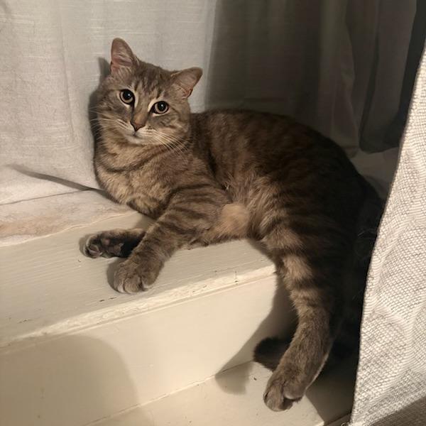 Enlarge Blizzard, a Adoptable Domestic Short Hair in Troy, VA image 2/6