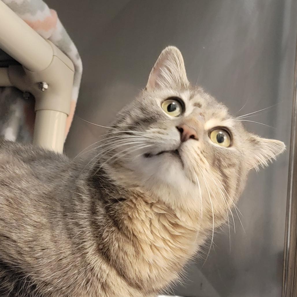 Blizzard, Adoptable, Adult Male Domestic Short Hair.