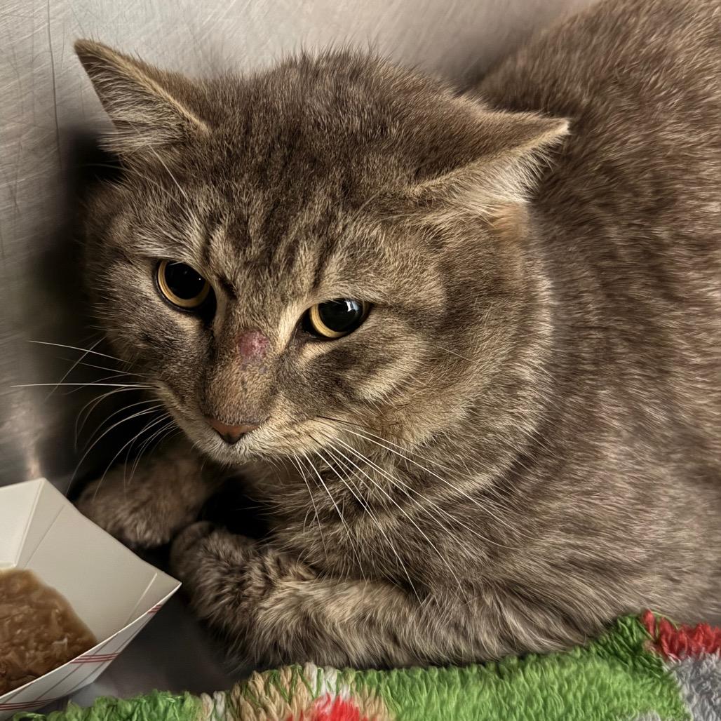 Blizzard, a Adoptable Domestic Short Hair in Troy, VA image 2/2