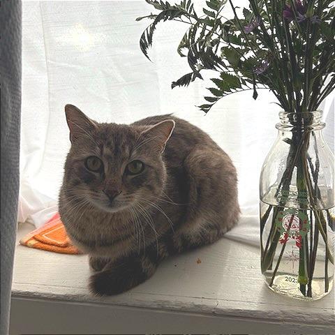 Enlarge Blizzard, a Adoptable Domestic Short Hair in Troy, VA image 4/6