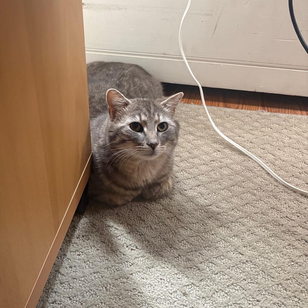 Enlarge Blizzard, a Adoptable Domestic Short Hair in Troy, VA image 6/6