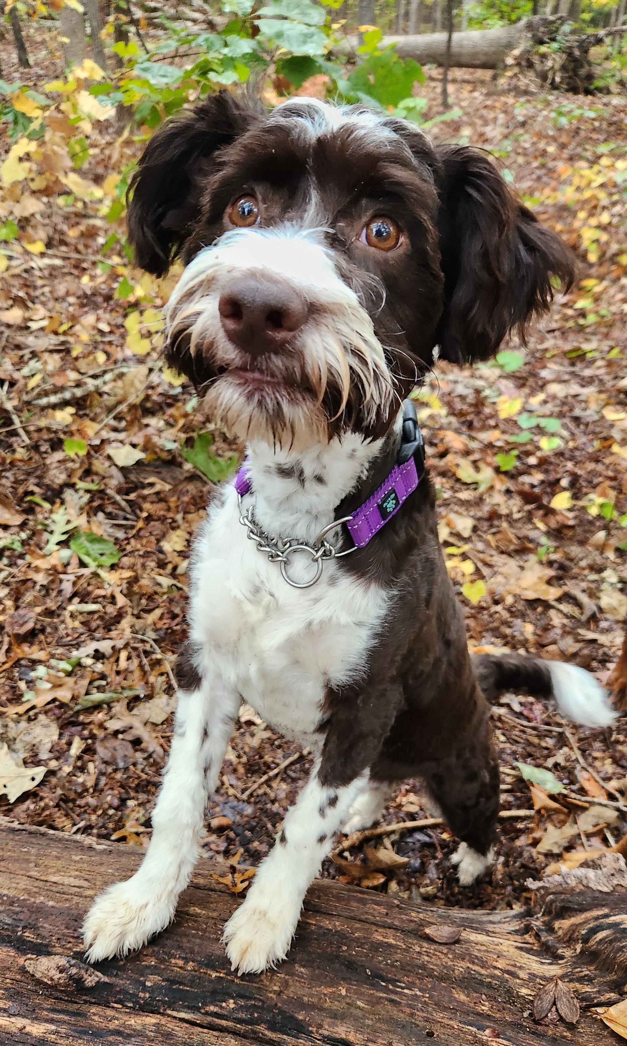 Enlarge Miller, a Adopted mixed breed in Pelzer, SC image 1/4