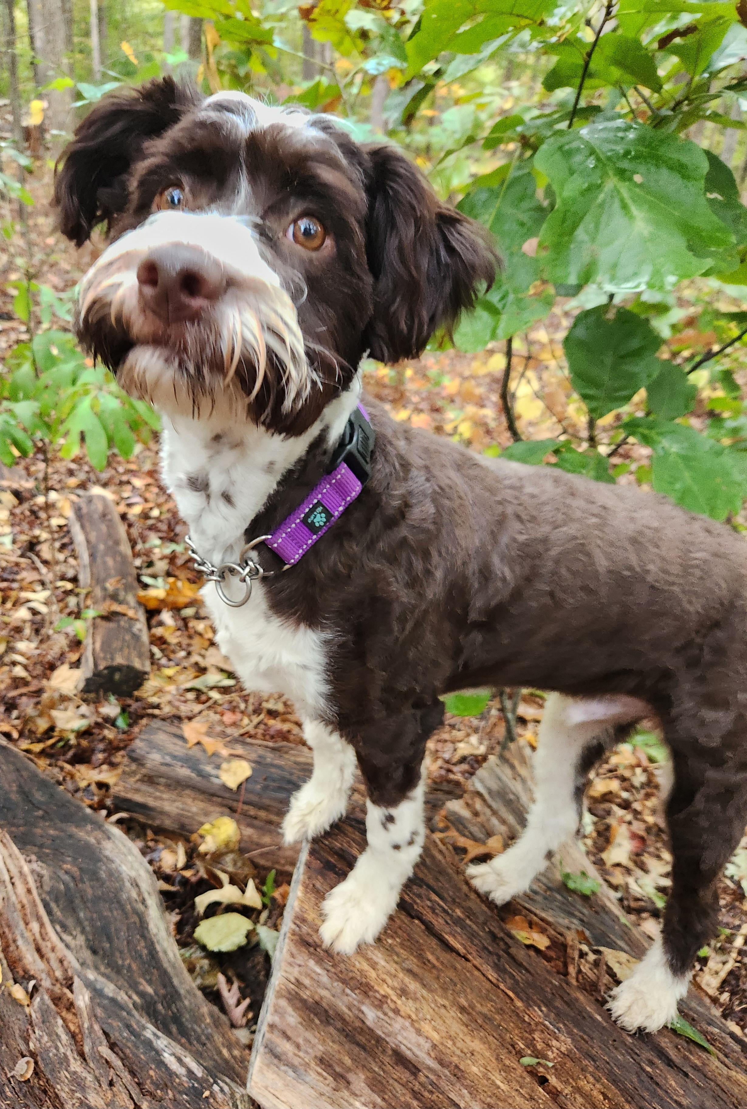 Enlarge Miller, a Adopted mixed breed in Pelzer, SC image 2/4