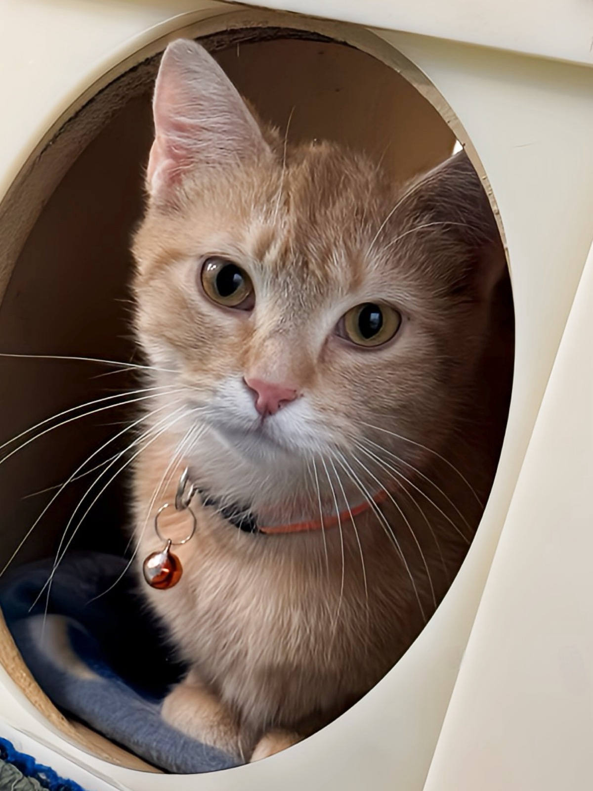 Daffodil, a Adoptable Domestic Short Hair in Sioux Falls, SD image 1/6