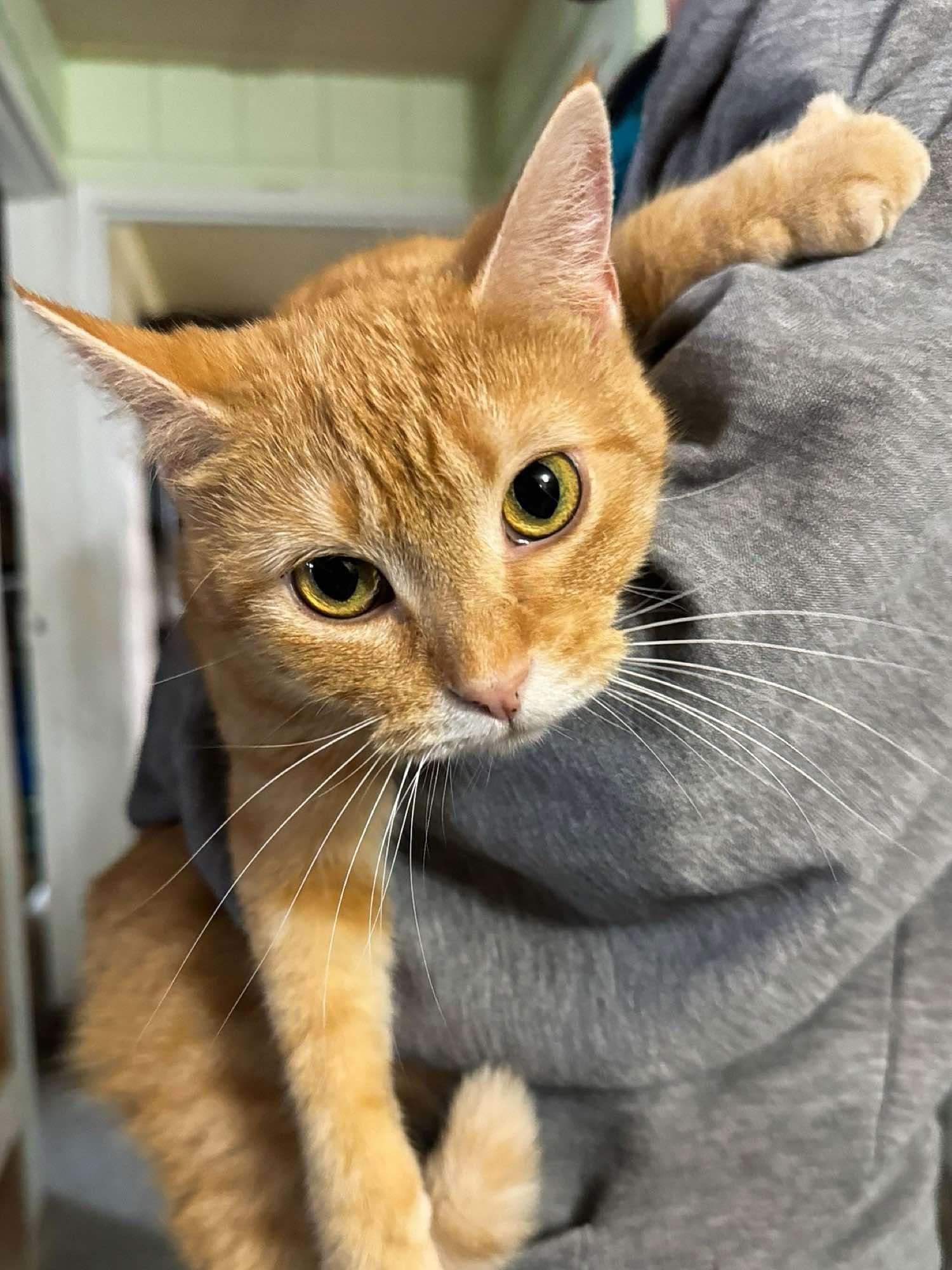 Daffodil, a Adoptable Domestic Short Hair in Sioux Falls, SD image 4/6