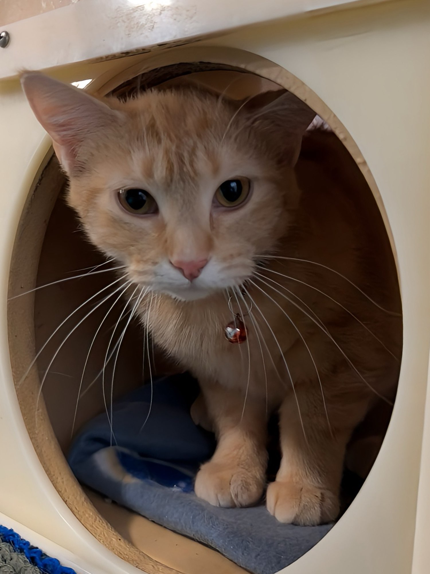 Daffodil, a Adoptable Domestic Short Hair in Sioux Falls, SD image 5/6