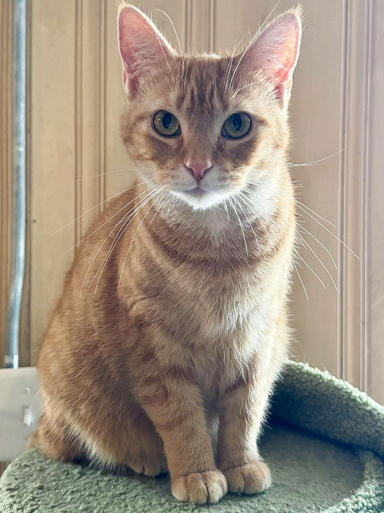 Daffodil, a Adoptable Domestic Short Hair in Sioux Falls, SD image 3/6