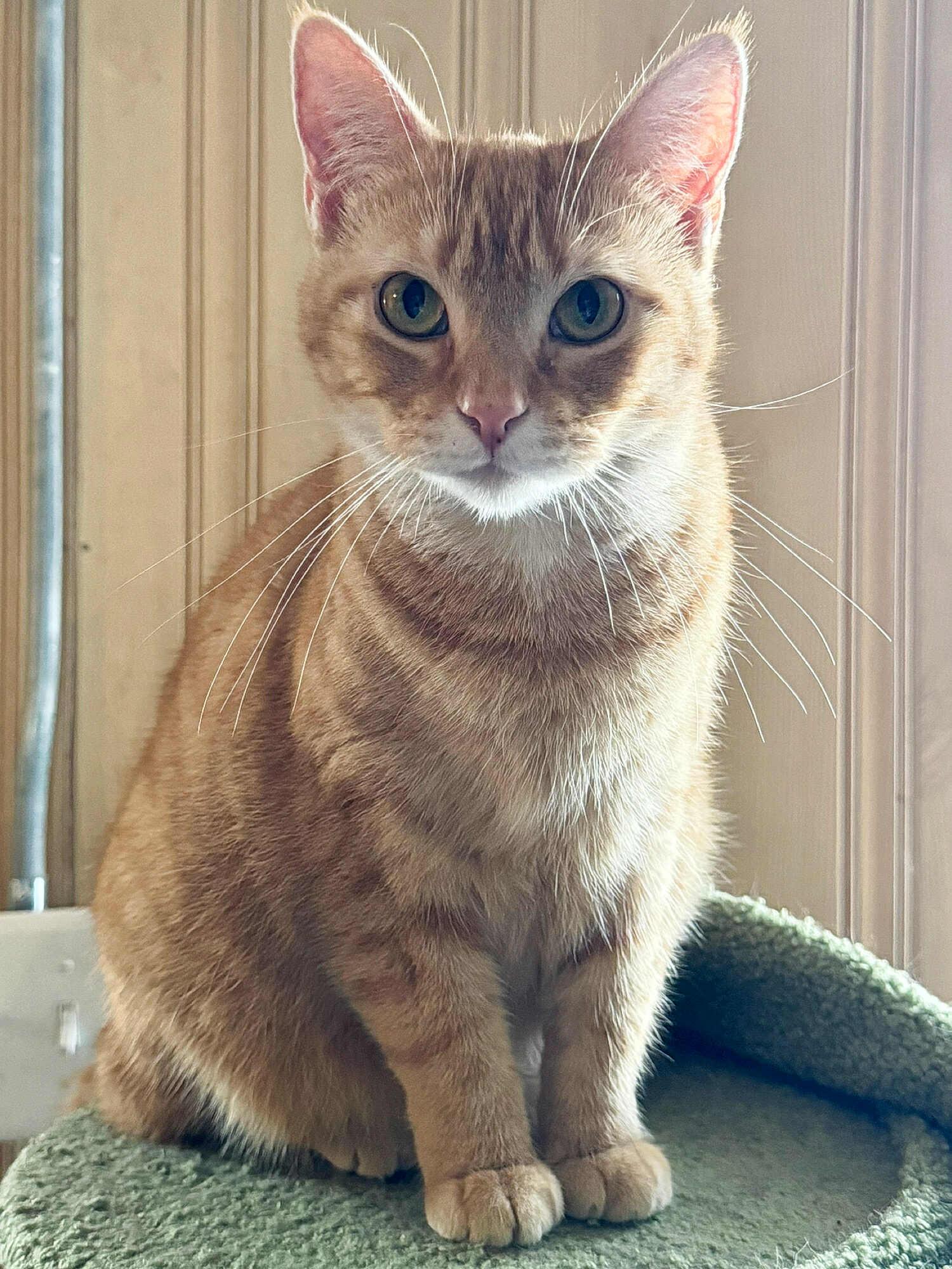 Daffodil, a Adoptable Domestic Short Hair in Sioux Falls, SD image 2/6