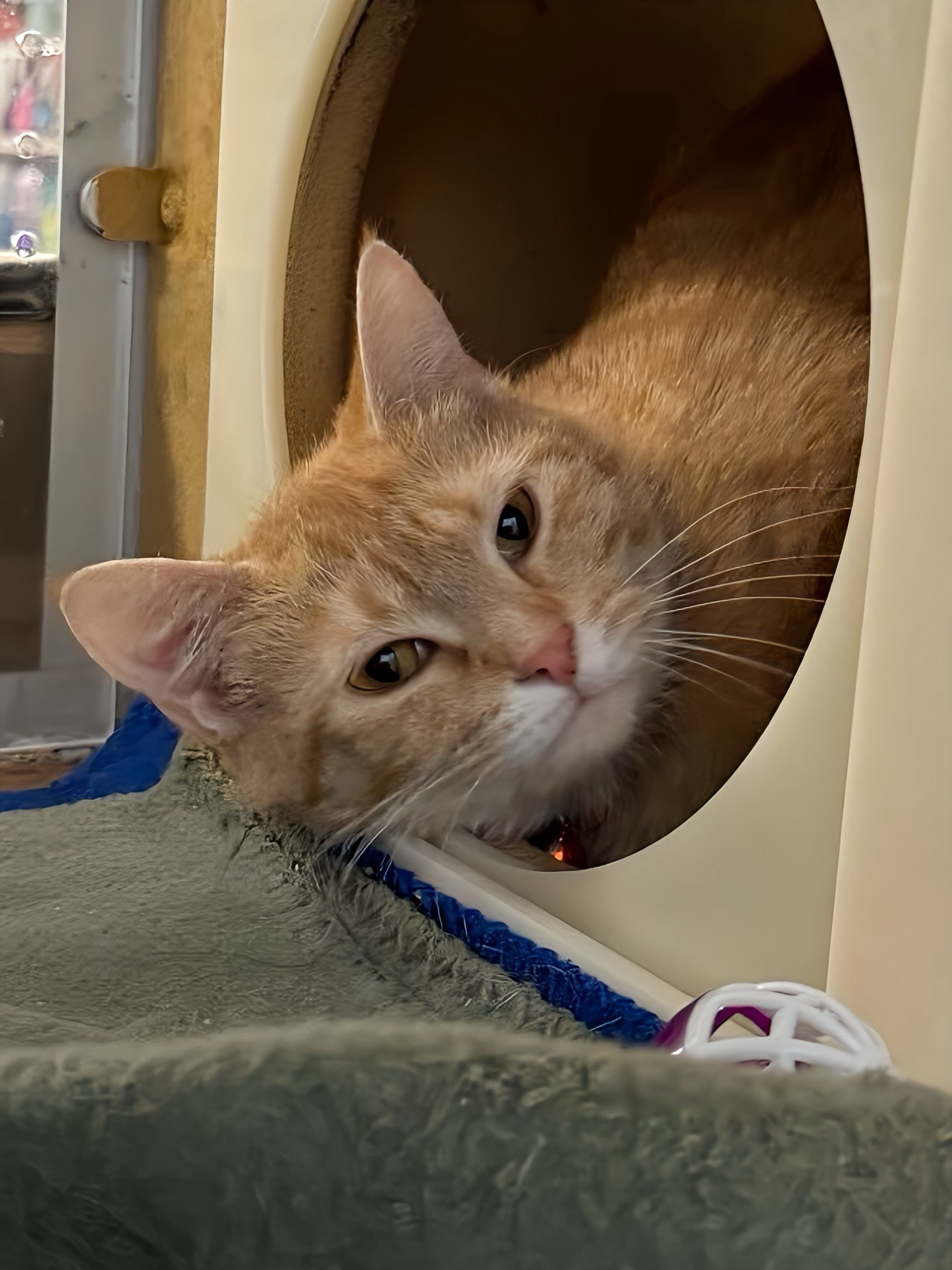 Daffodil, a Adoptable Domestic Short Hair in Sioux Falls, SD image 6/6