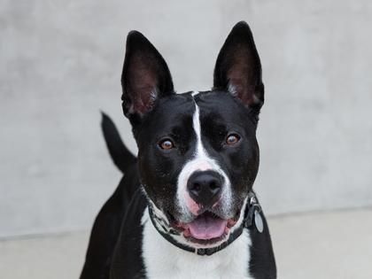 Leonard, Adoptable, Adult Male Mixed Breed & German Shepherd Dog.