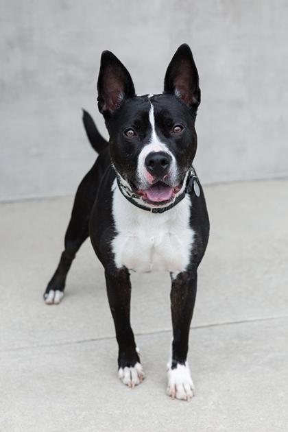 Enlarge Leonard, a Adoptable mixed breed in Longmont, CO image 2/2