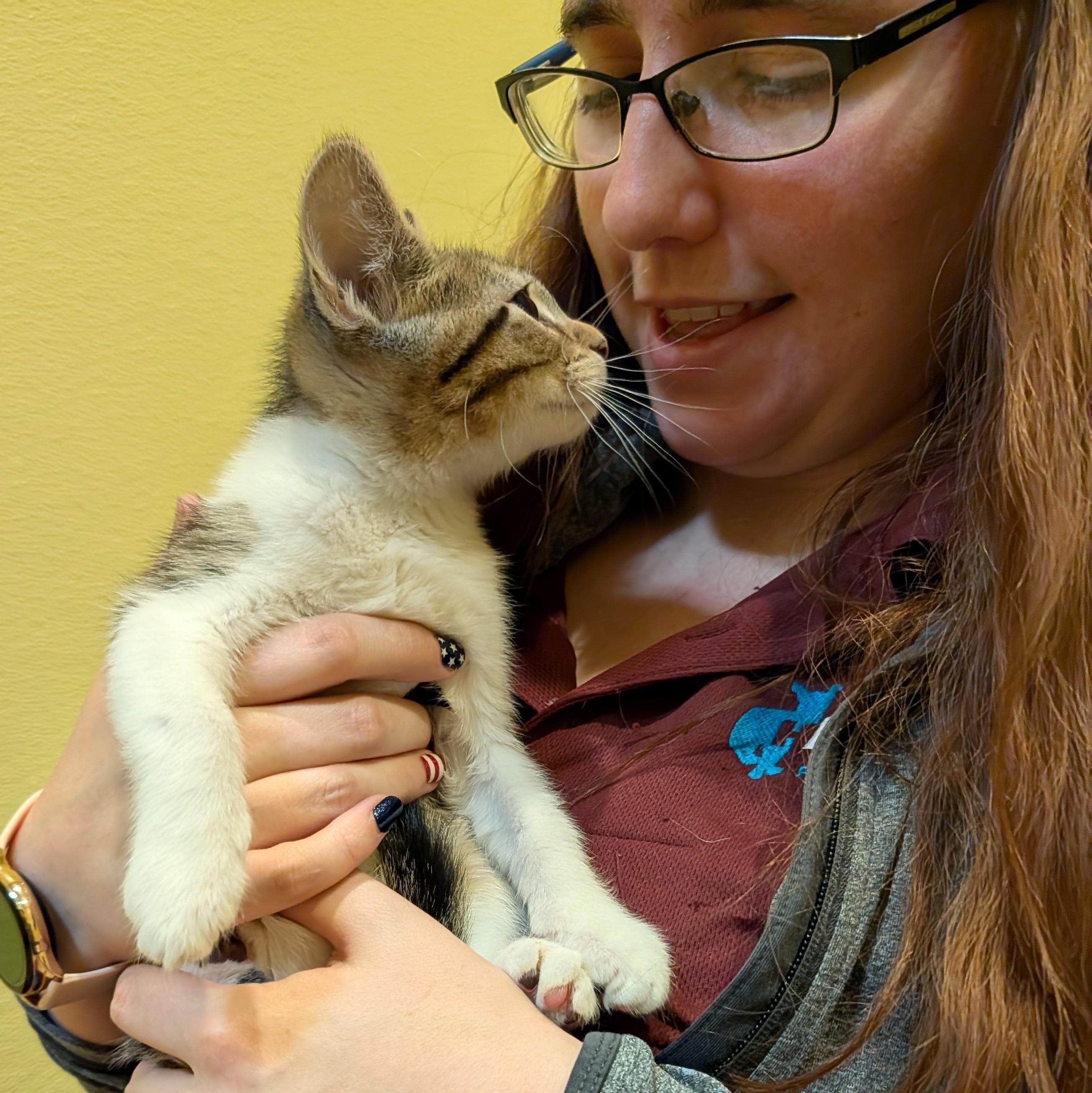 Enlarge Anchovy, a ADOPTABLE Domestic Short Hair in Accident, MD image 3/4