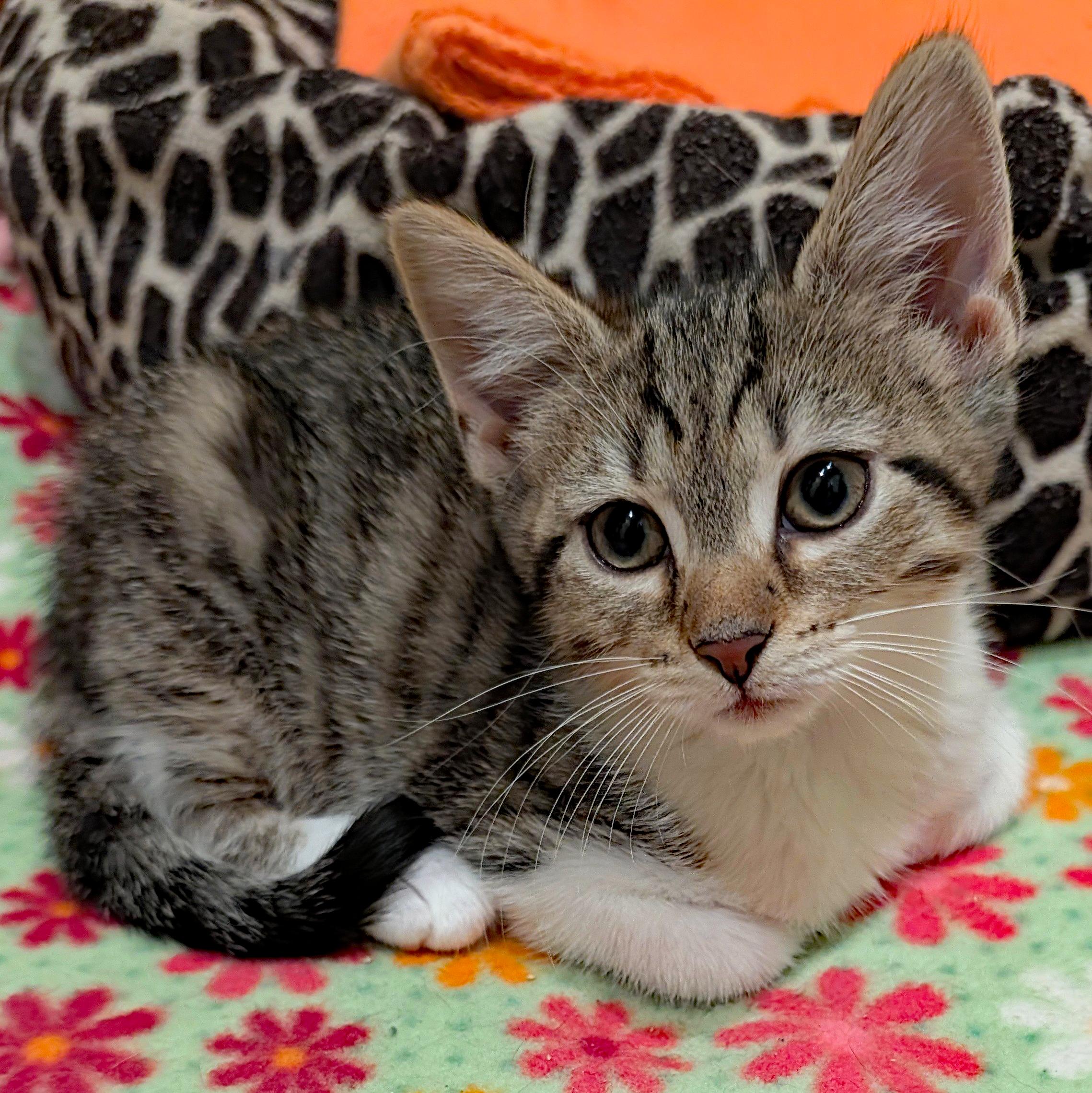 Anchovy, ADOPTABLE, Kitten Male Domestic Short Hair.