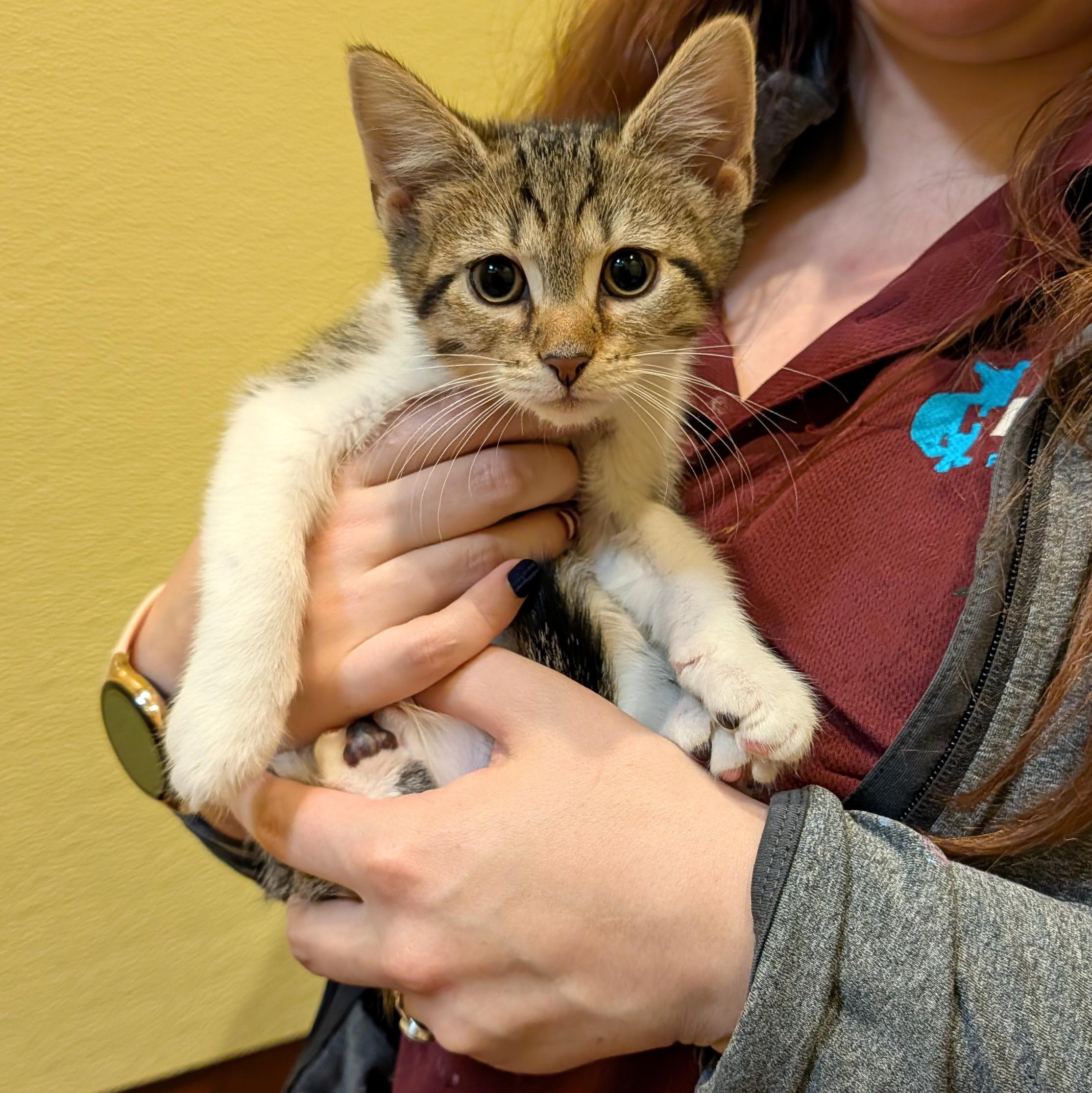 Enlarge Anchovy, a ADOPTABLE Domestic Short Hair in Accident, MD image 2/4