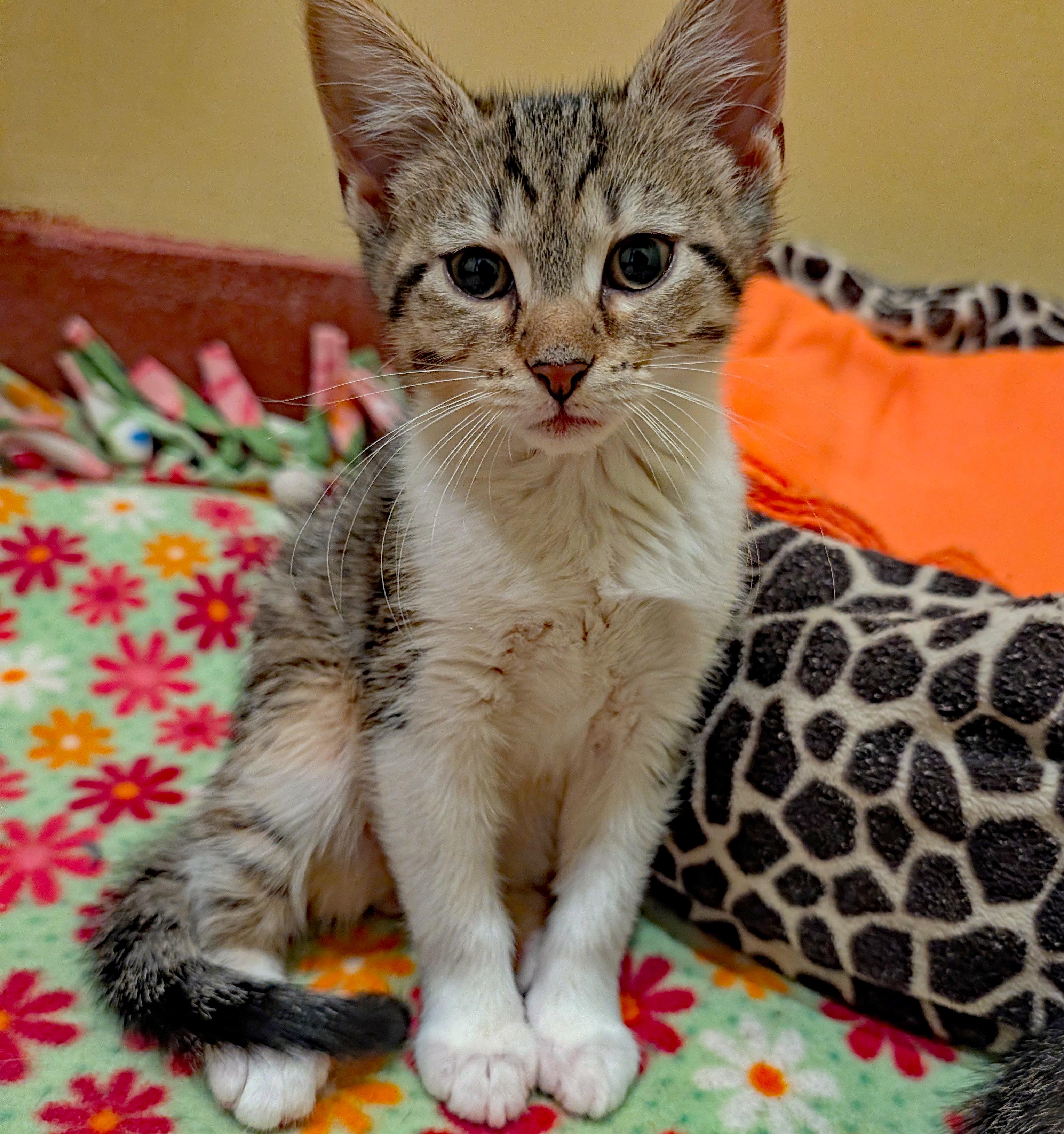 Enlarge Anchovy, a ADOPTABLE Domestic Short Hair in Accident, MD image 4/4