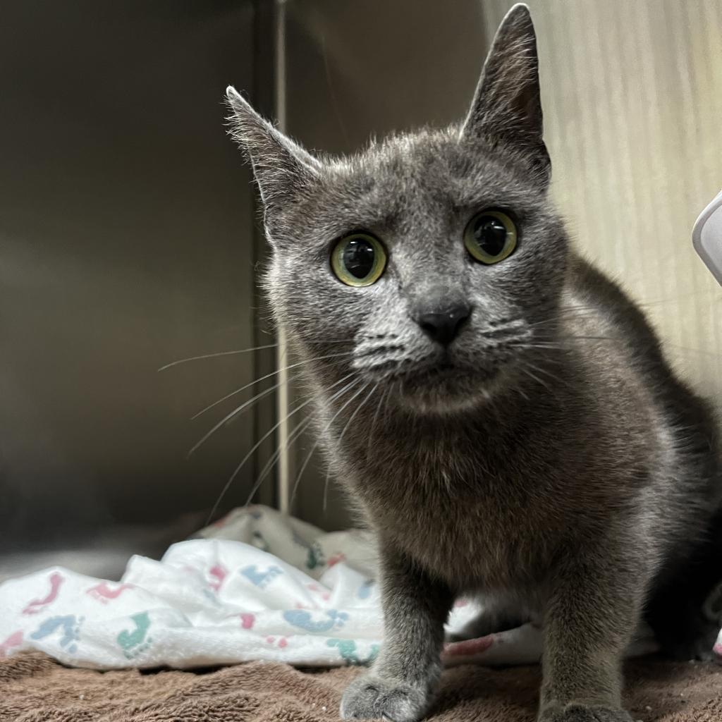 Pam, Adoptable, Adult Female Domestic Short Hair.