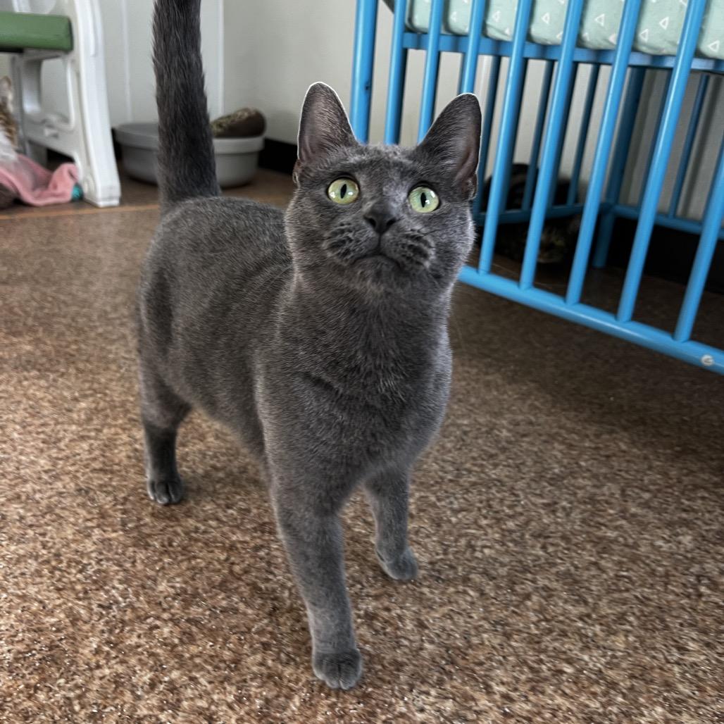 Enlarge Pam, a Adoptable Domestic Short Hair in Harrisville, WV image 2/2