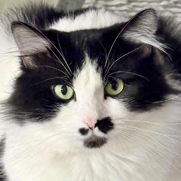 CC 5848C, Adoptable, Adult Male Domestic Medium Hair.