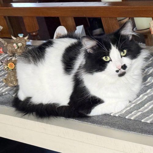 Enlarge CC  5848C, a Adoptable Domestic Medium Hair in Frankfort, KY image 2/4