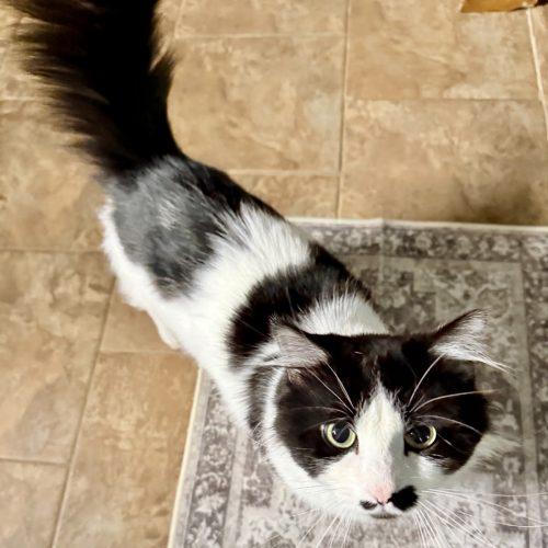Enlarge CC  5848C, a Adoptable Domestic Medium Hair in Frankfort, KY image 4/4