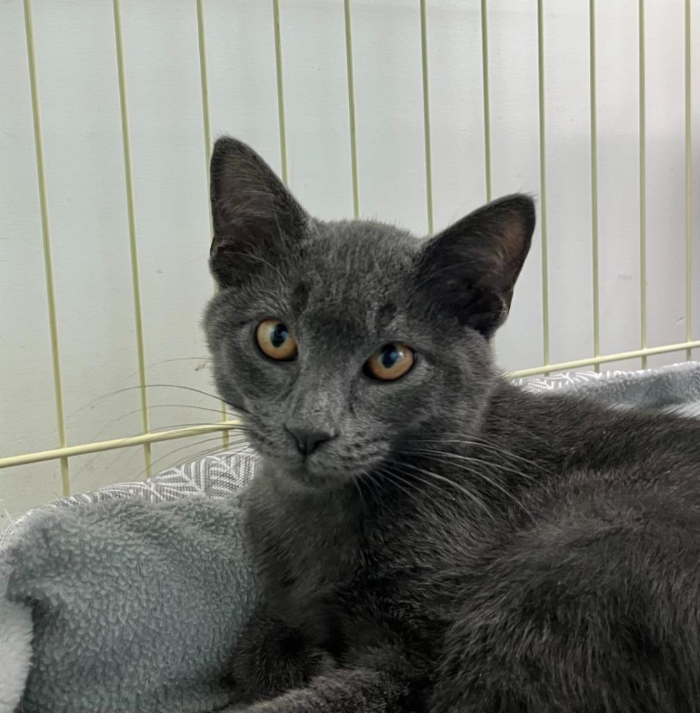 Enlarge Fernando, a Adoptable mixed breed in Shorewood, IL image 1/3