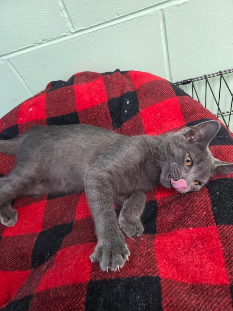 Enlarge Fernando, a Adoptable mixed breed in Shorewood, IL image 2/3