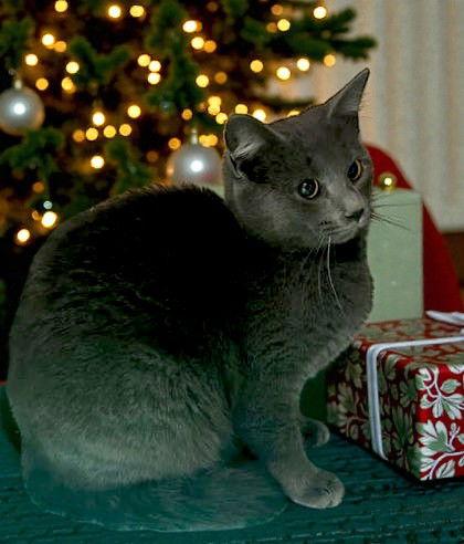 Enlarge Paisley, a Adoptable Domestic Short Hair in Sullivan, IN image 1/2