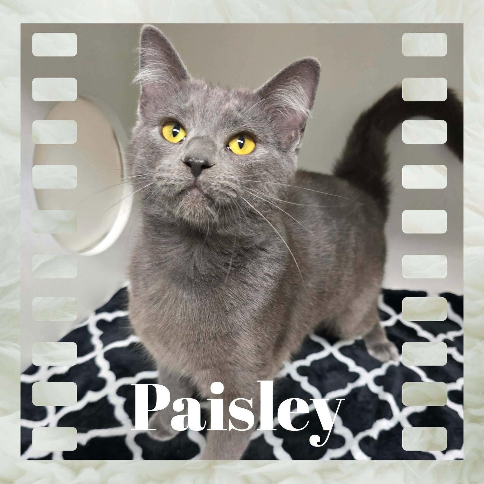 Enlarge Paisley, a Adoptable Domestic Short Hair in Sullivan, IN image 2/2