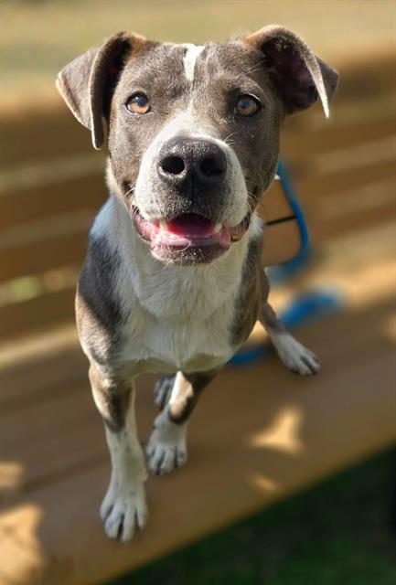 Enlarge NORMAN, a Adoptable Mixed Breed in Columbia, SC image 1/1