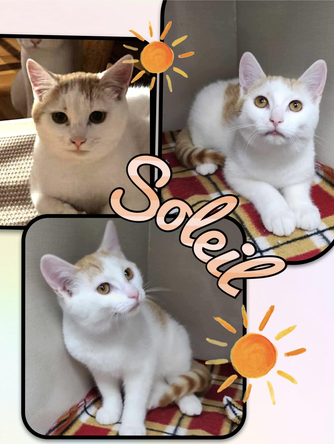 Soleil, adoptable, Young Female Domestic Short Hair.