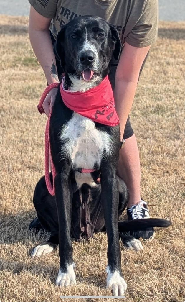 Cedar, Adoptable, Young Female Great Dane.