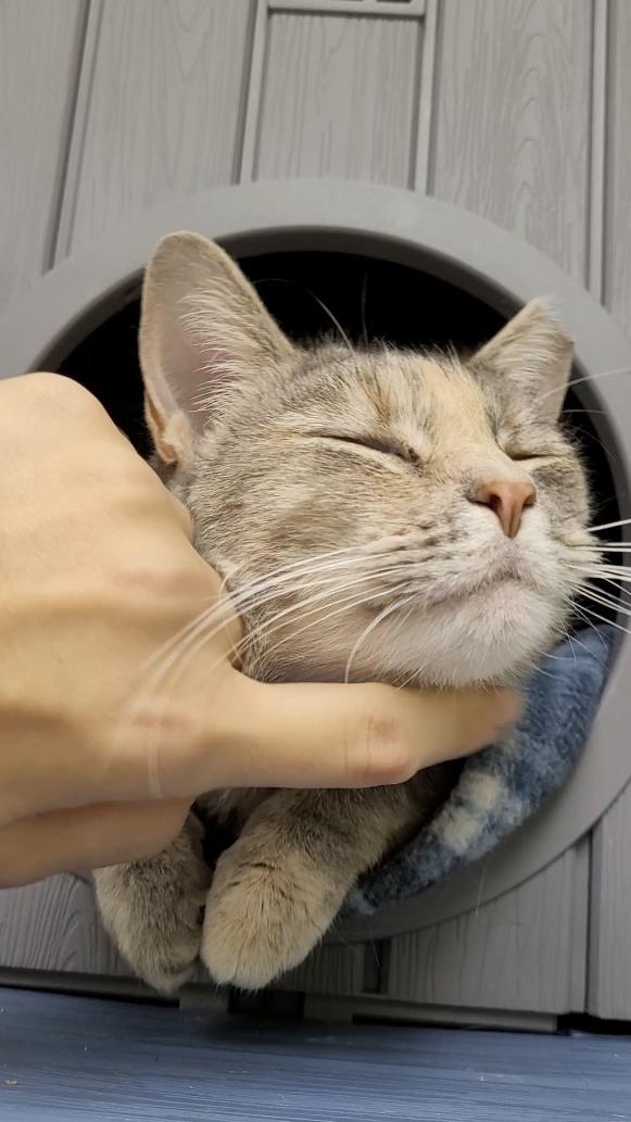Bernadette, Adoptable, Adult Female Domestic Short Hair.