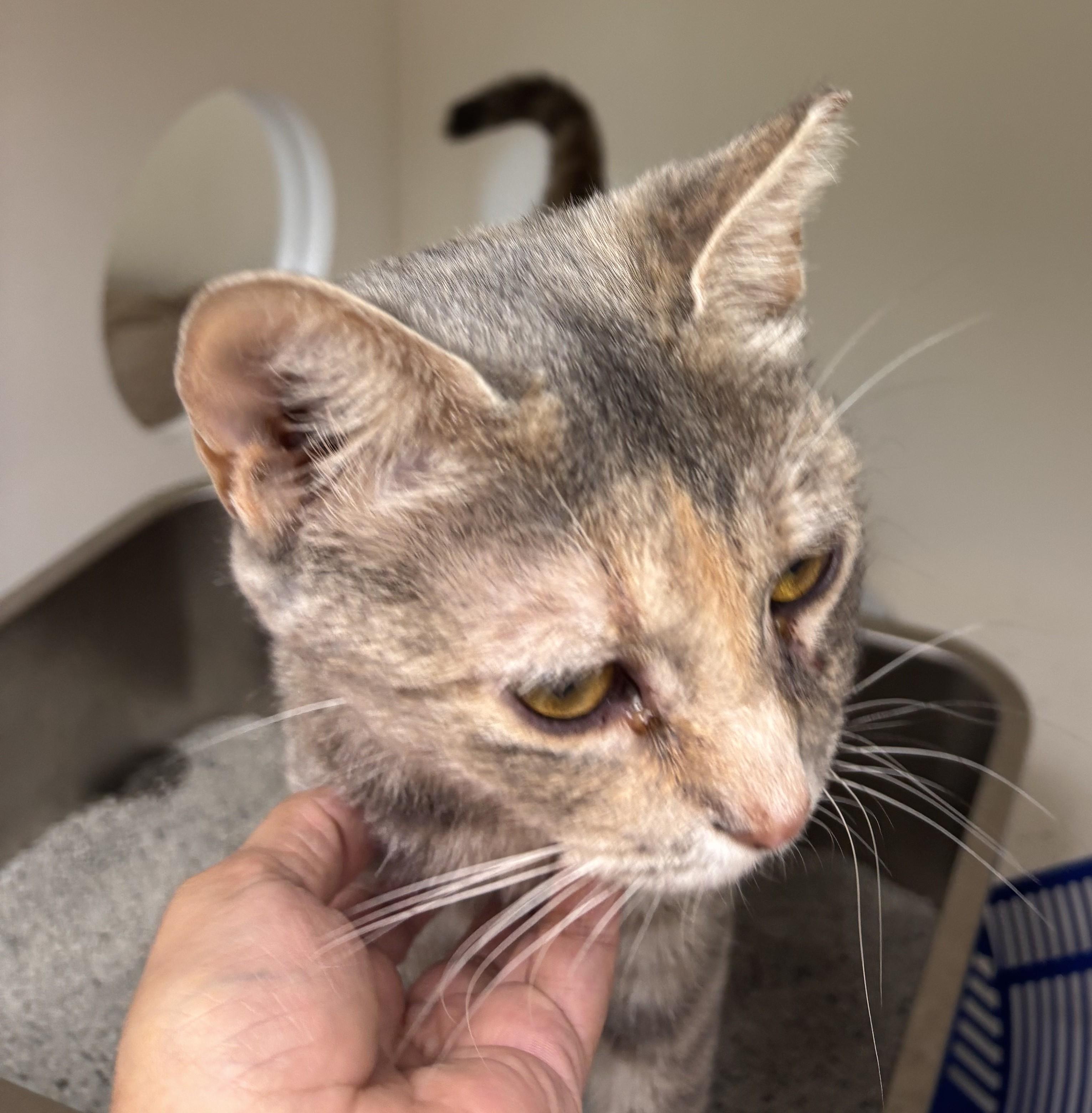 Enlarge Bernadette, a Adoptable mixed breed in Terryville, CT image 2/6