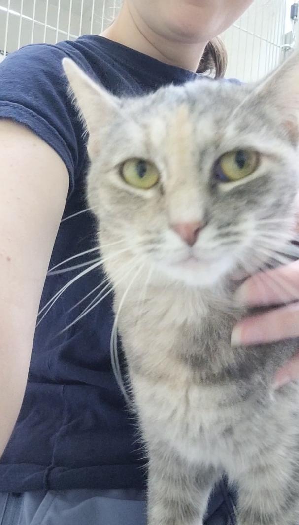 Enlarge Bernadette, a Adoptable mixed breed in Terryville, CT image 3/6