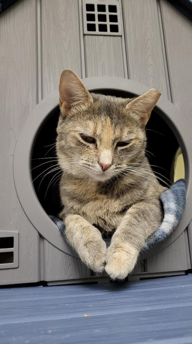 Enlarge Bernadette, a Adoptable mixed breed in Terryville, CT image 4/6