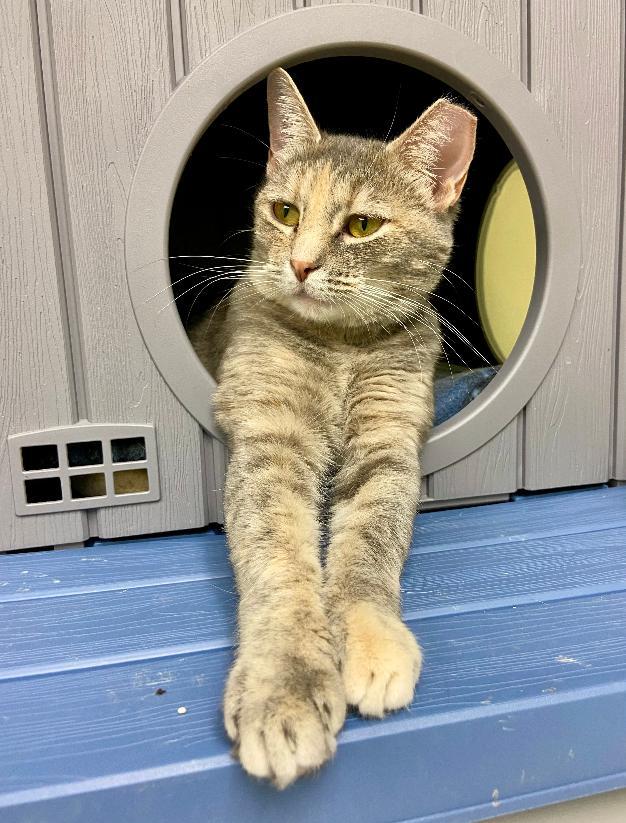 Enlarge Bernadette, a Adoptable mixed breed in Terryville, CT image 5/6