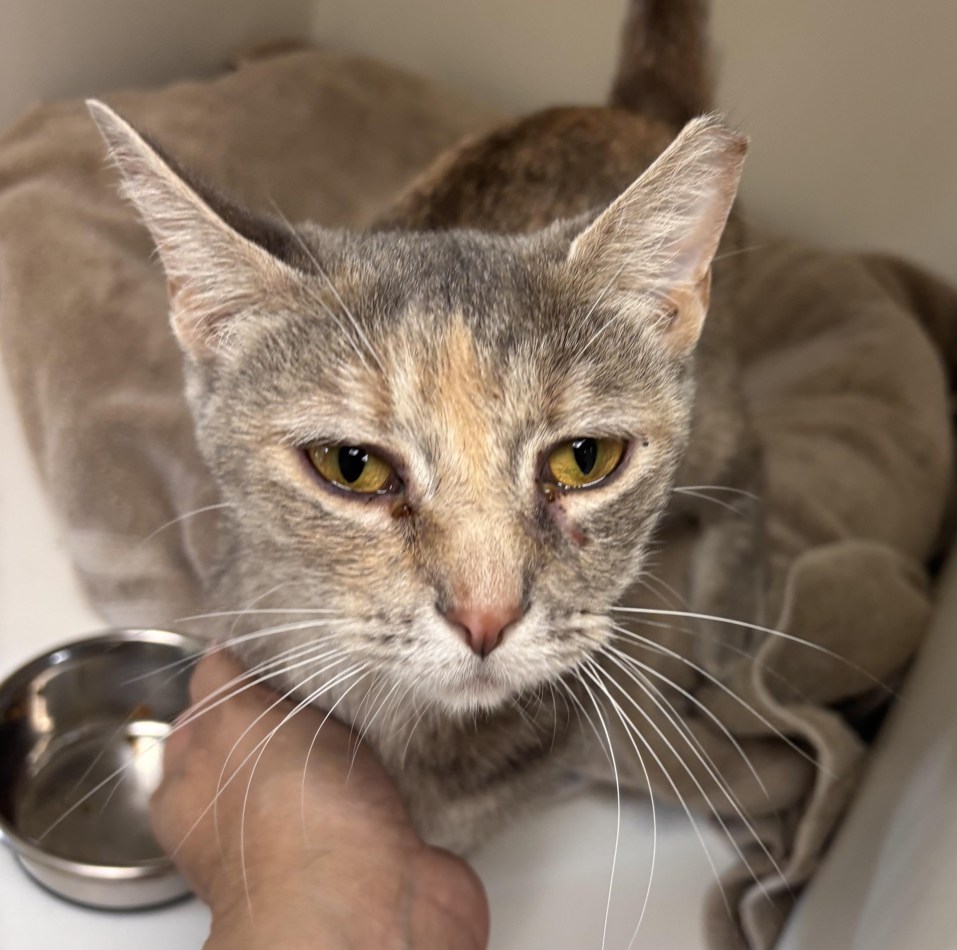 Enlarge Bernadette, a Adoptable mixed breed in Terryville, CT image 6/6