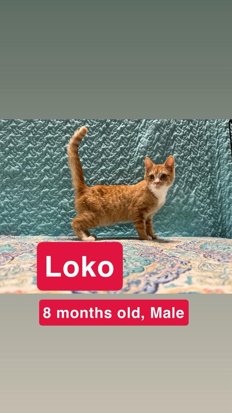 Enlarge Loko, a Adoptable Domestic Short Hair in Winchester, IN image 1/1