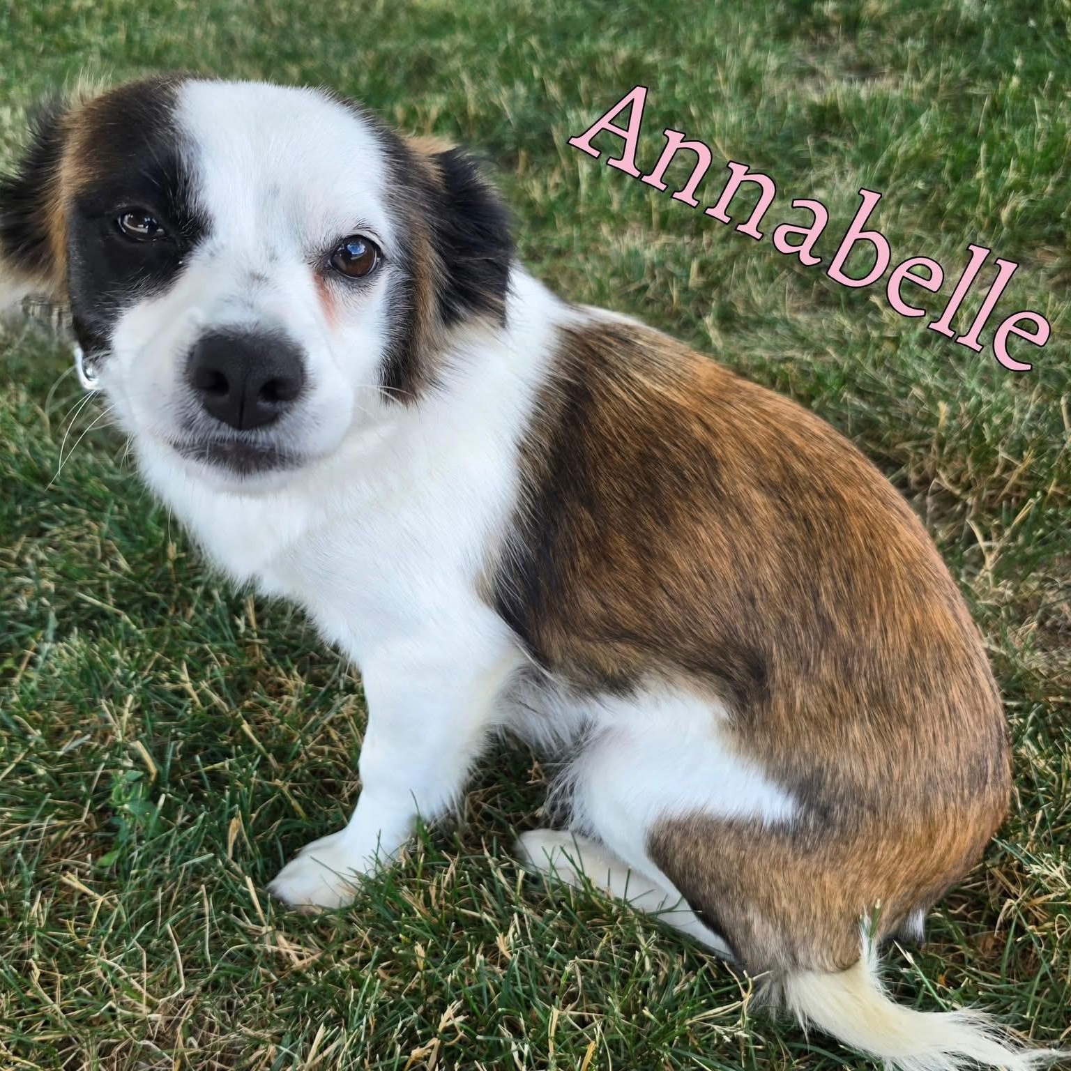 Annabelle, Young Female Mixed Breed