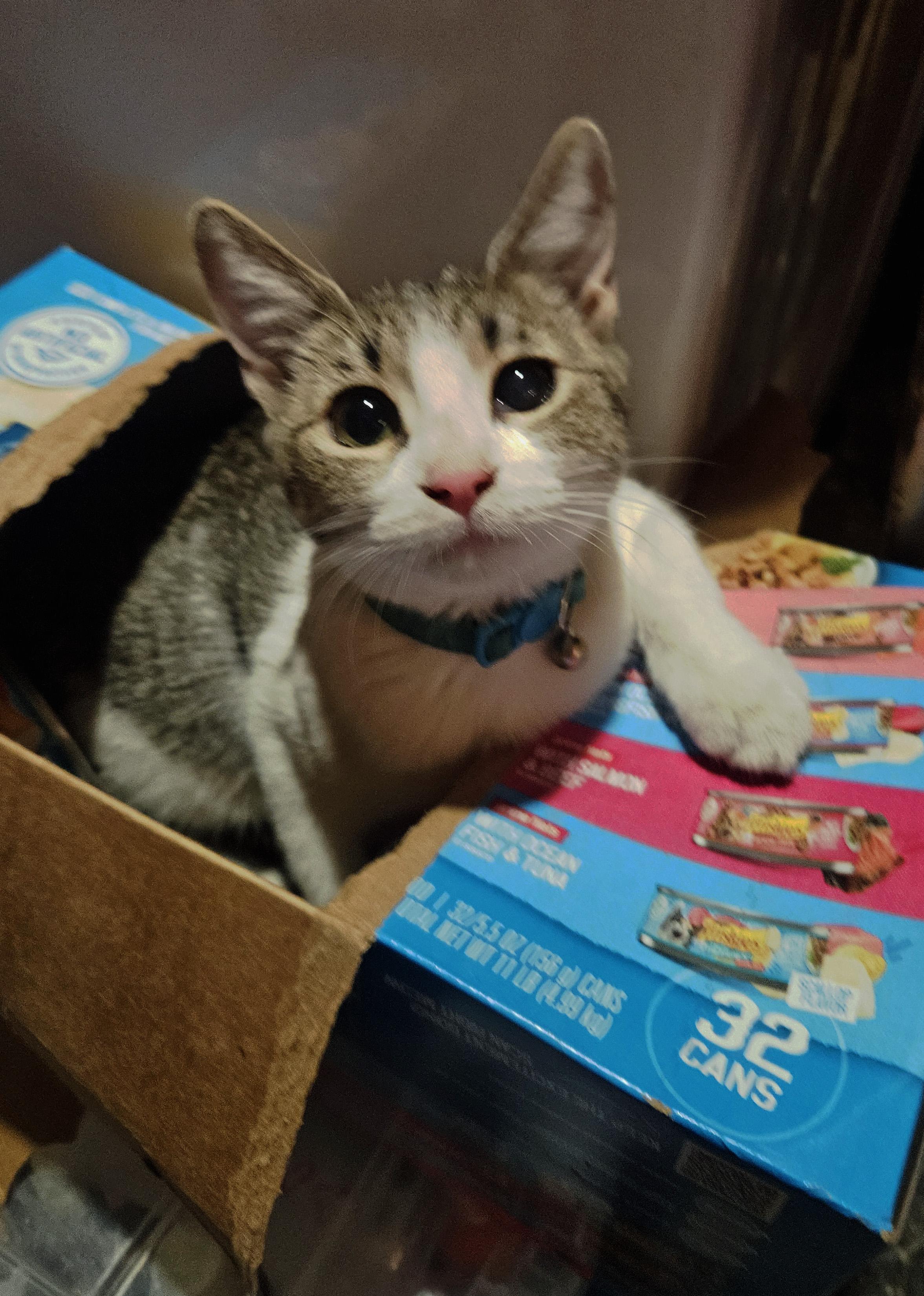 Enlarge Pipsqueak, a Adoptable Tabby in Fresno, CA image 1/2