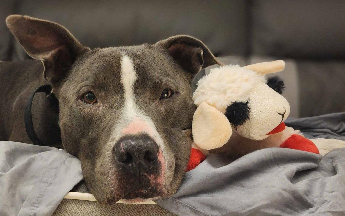 Bruno, Adoptable, Adult Male Terrier.