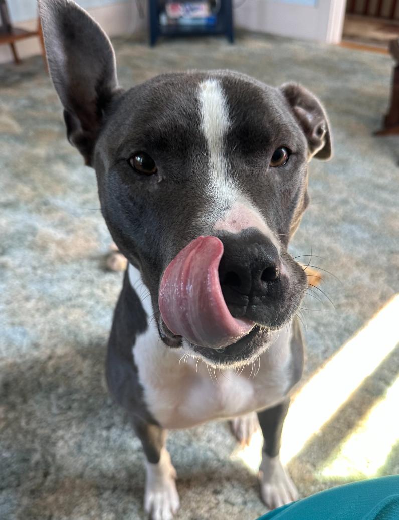 Enlarge Bruno, a Adoptable Terrier in Cary, NC image 3/3