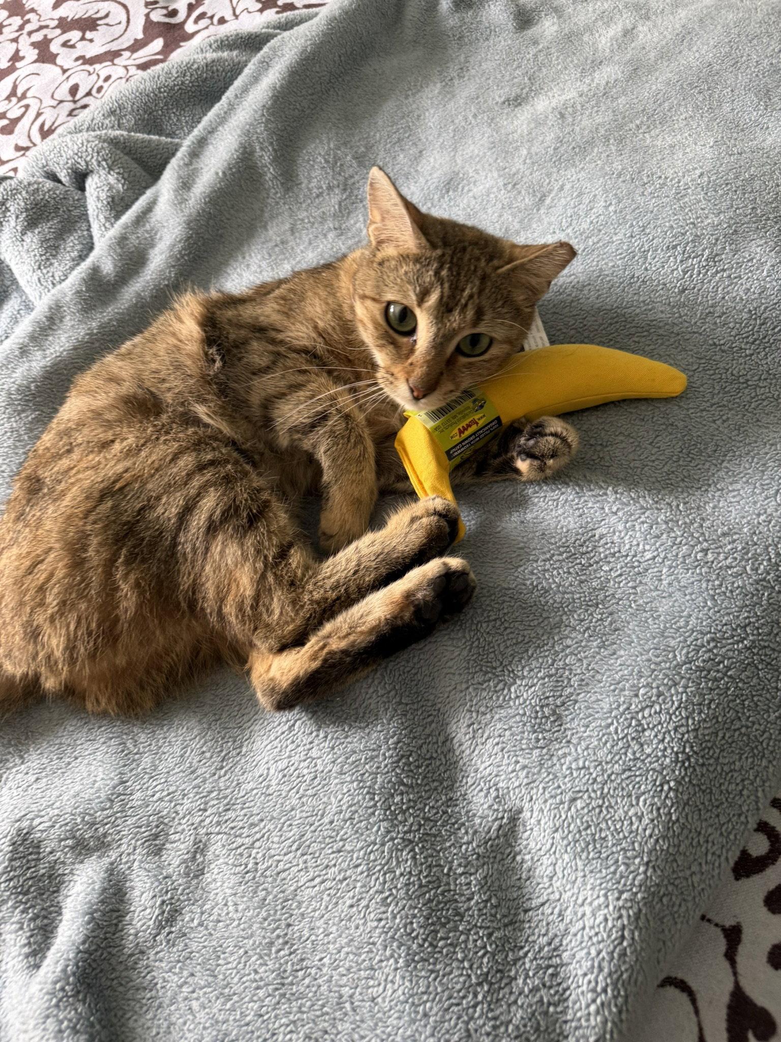Ruby, Adopted, Young Female Domestic Short Hair.