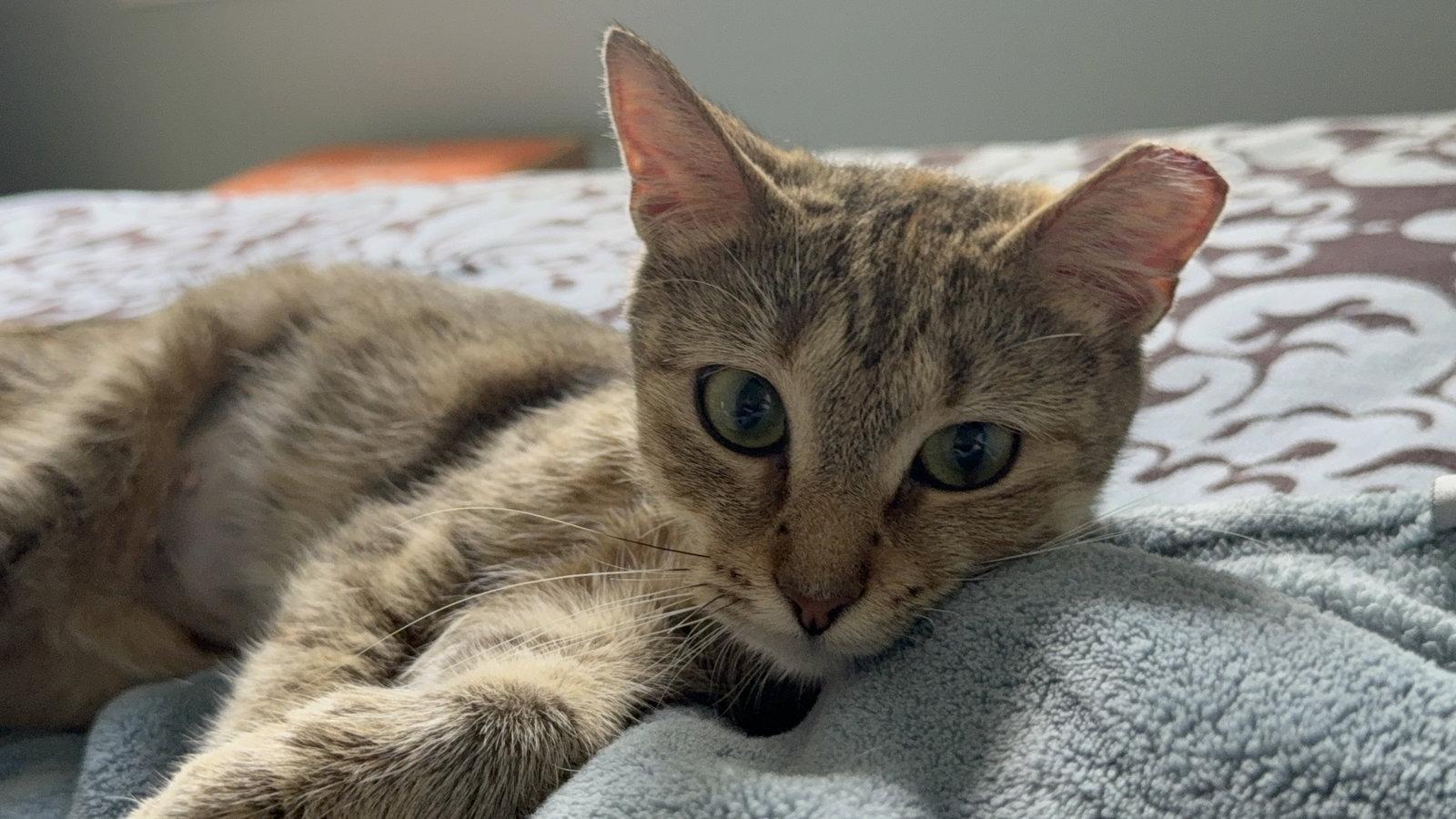 Ruby, a Adopted Domestic Short Hair in Lutherville, MD image 2/3