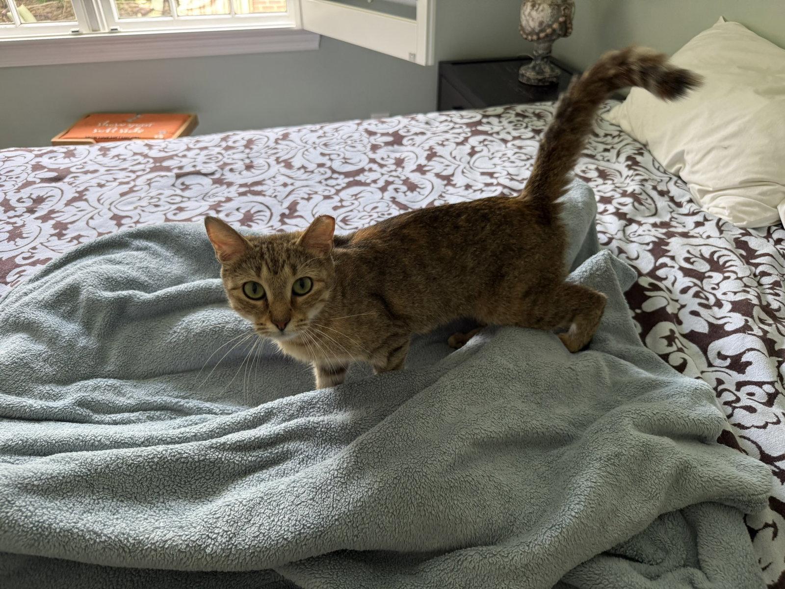 Ruby, a Adopted Domestic Short Hair in Lutherville, MD image 3/3