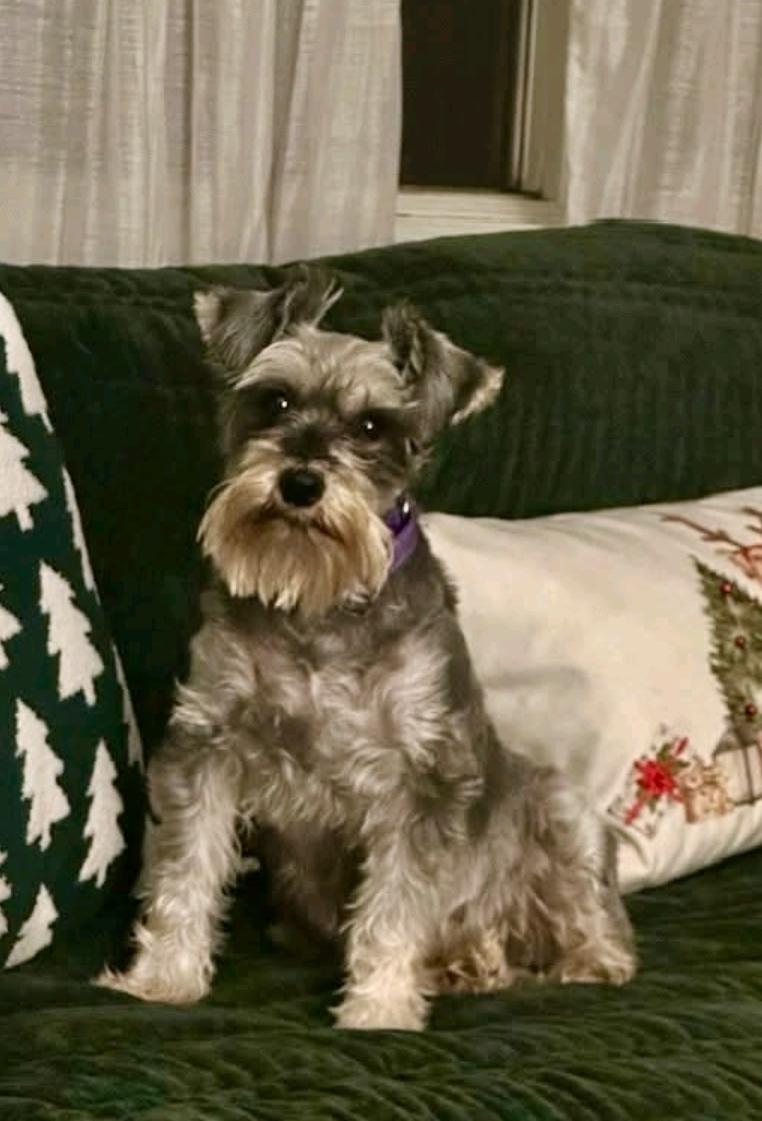Enlarge Jenny-miniature schnauzer, an adopted Miniature Schnauzer in Hamburg, NY image 1/6