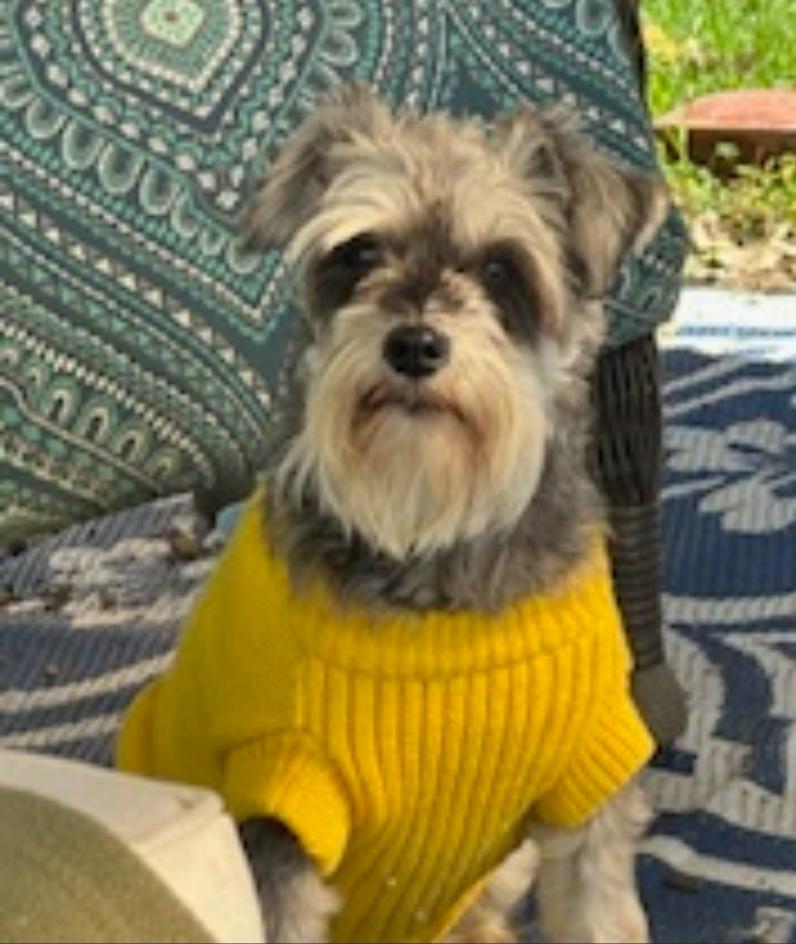 Enlarge Jenny-miniature schnauzer, an adopted Miniature Schnauzer in Hamburg, NY image 2/6