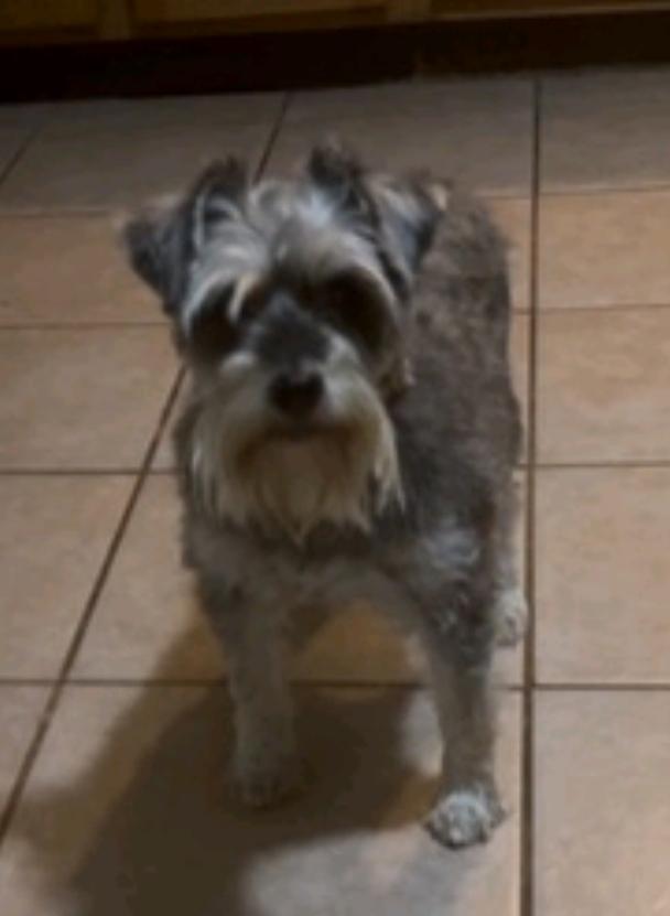 Enlarge Jenny-miniature schnauzer, an adopted Miniature Schnauzer in Hamburg, NY image 3/6