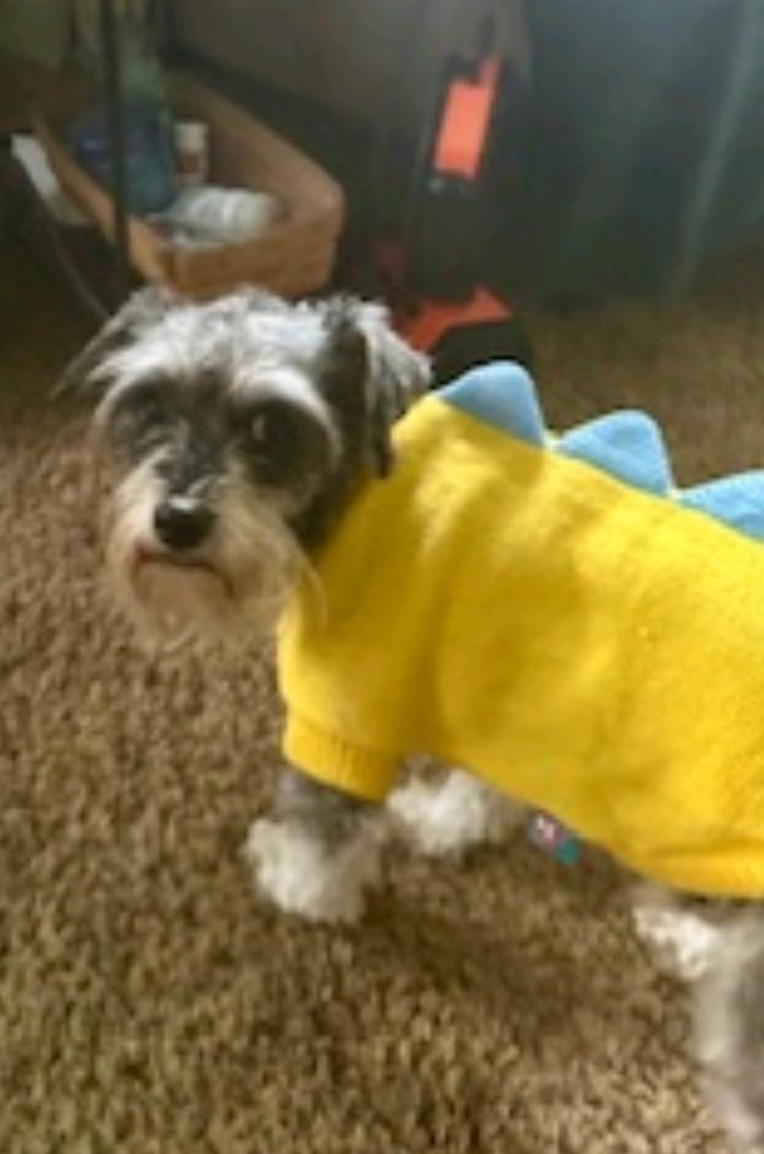 Enlarge Jenny-miniature schnauzer, an adopted Miniature Schnauzer in Hamburg, NY image 4/6